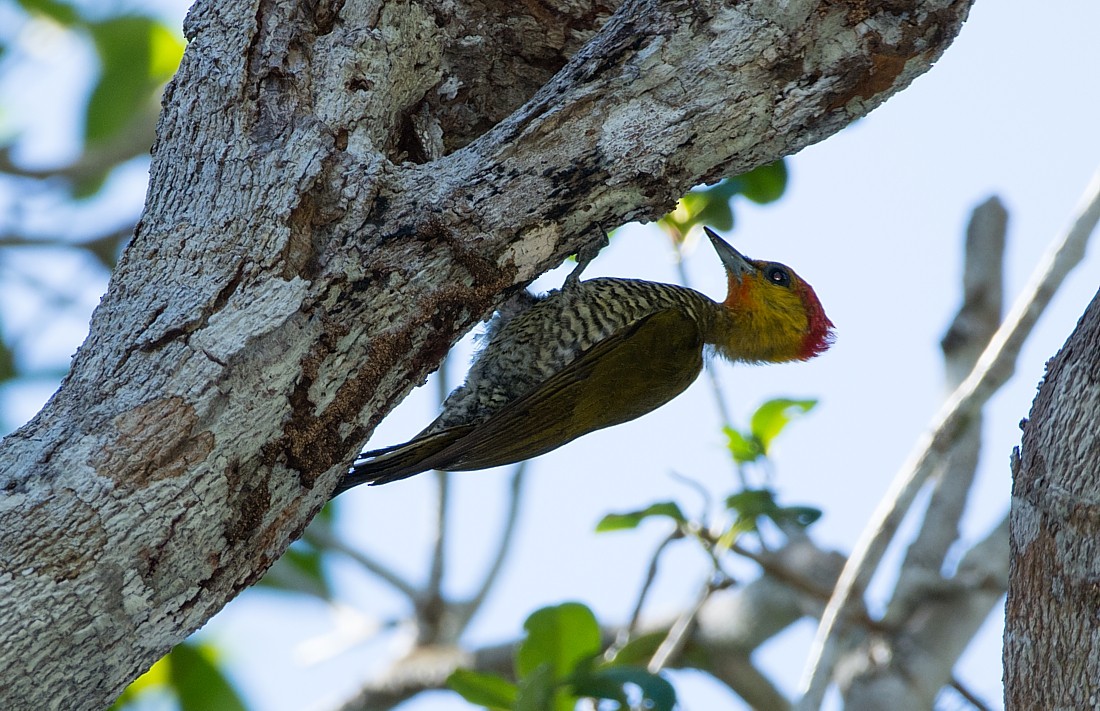 Yellow-throated Woodpecker - ML104516701