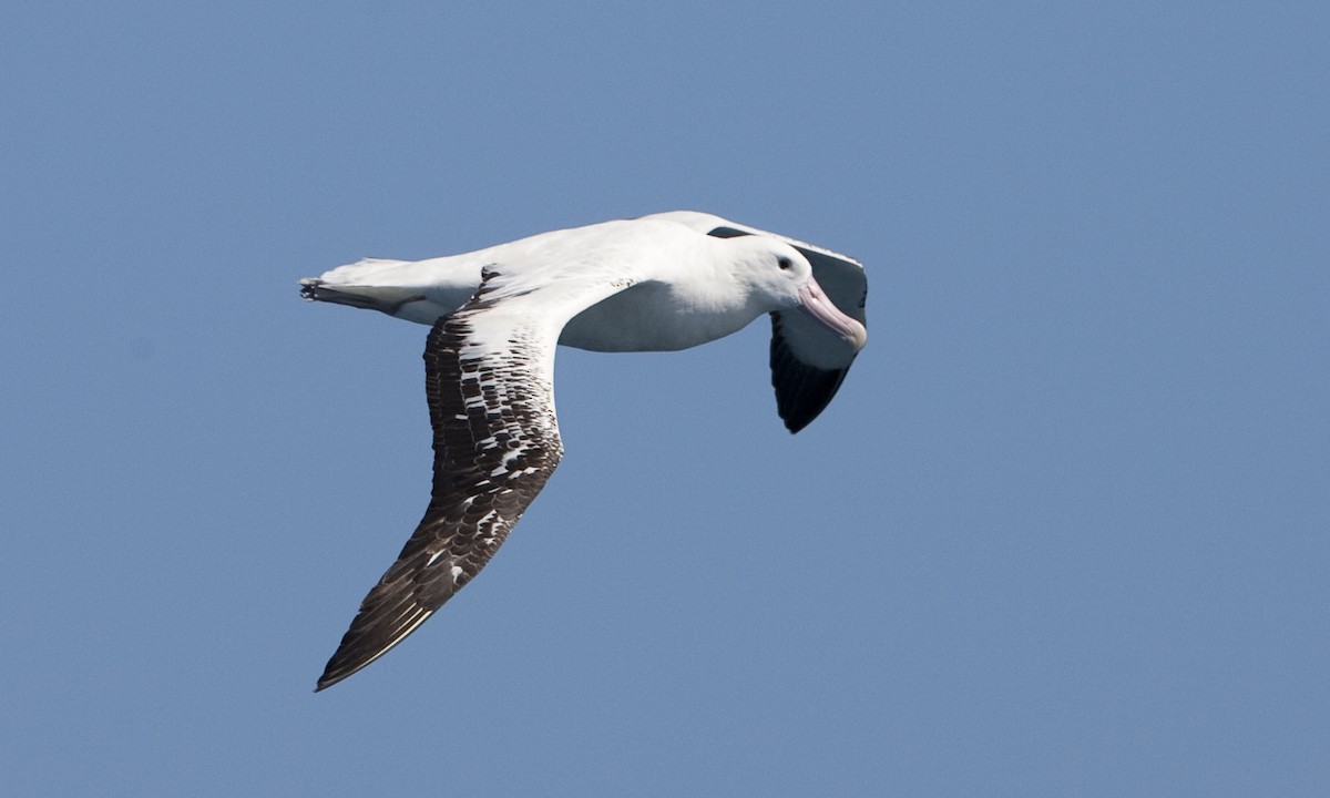 Snowy Albatross - ML104516741
