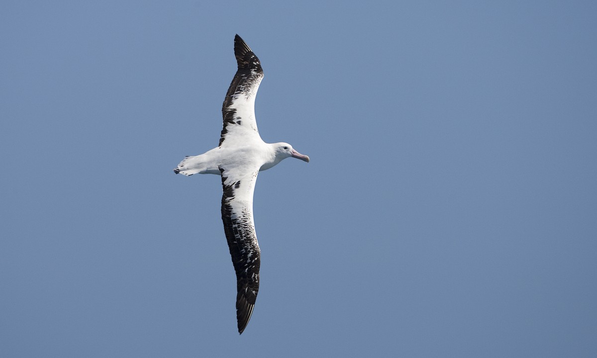 albatros stěhovavý - ML104516761