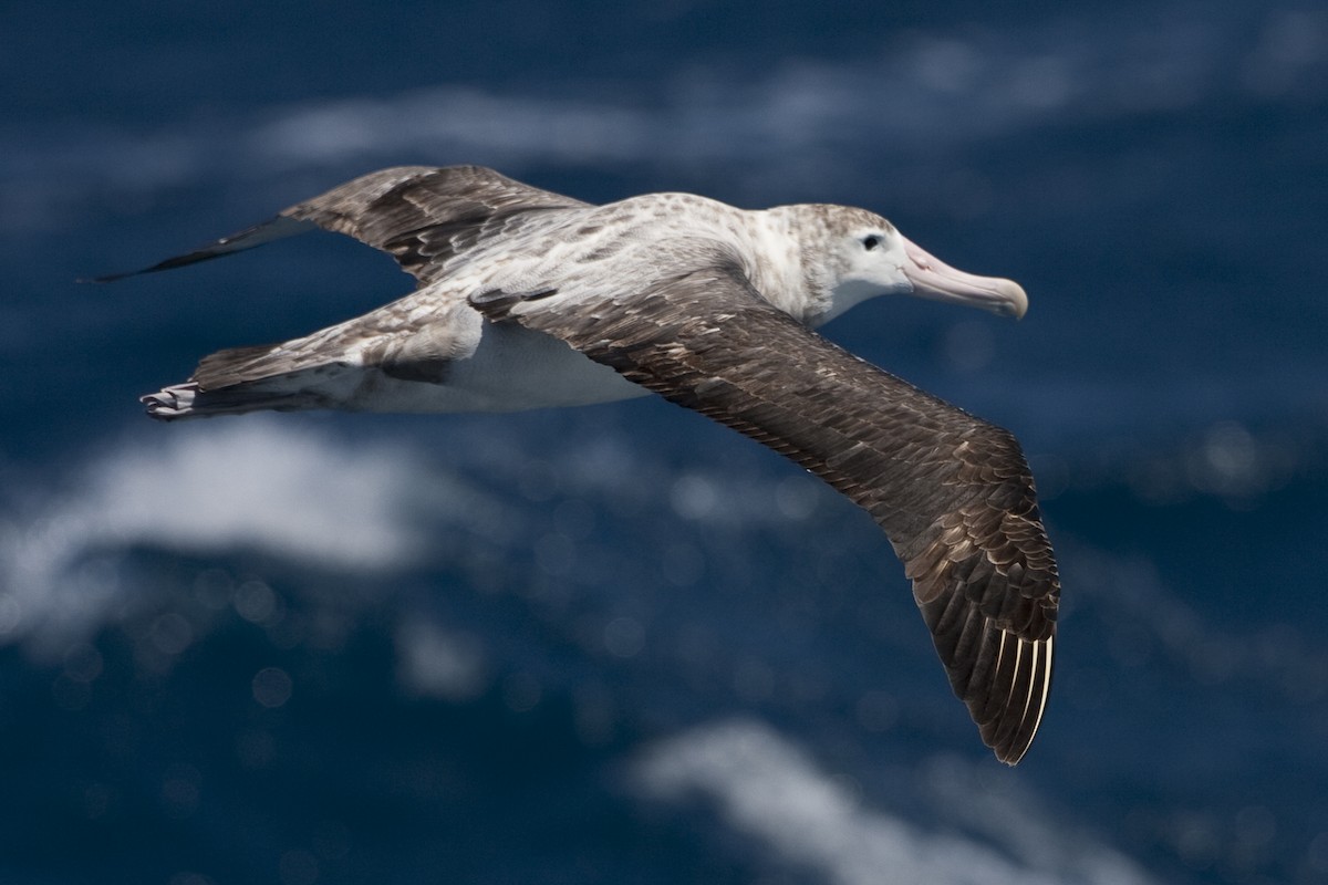 Snowy Albatross - Brian Sullivan