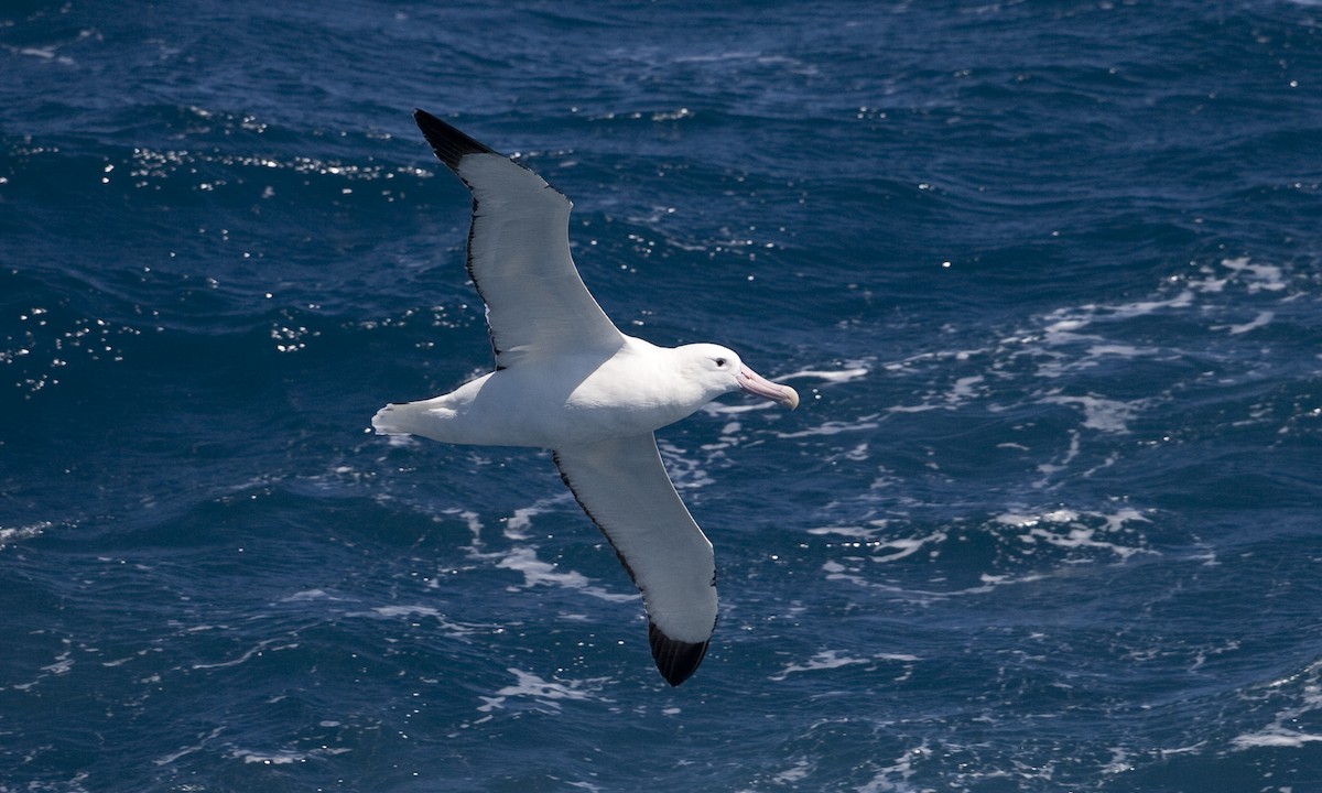 Snowy Albatross - ML104516811