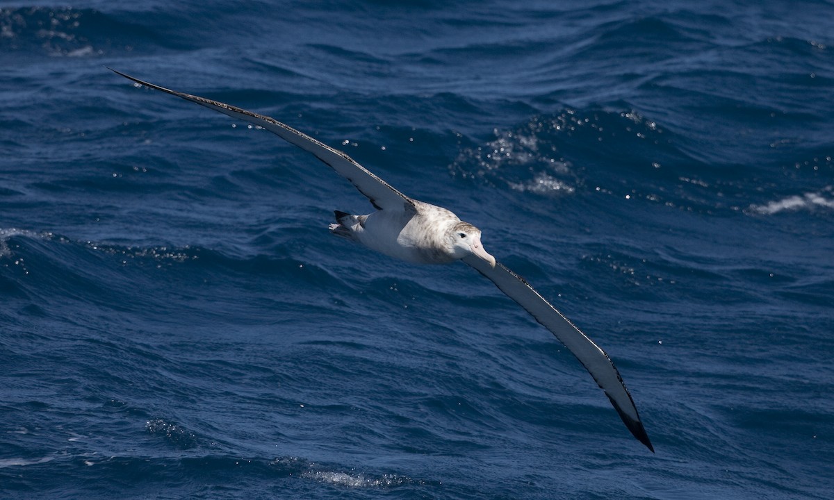 Snowy Albatross - ML104516821