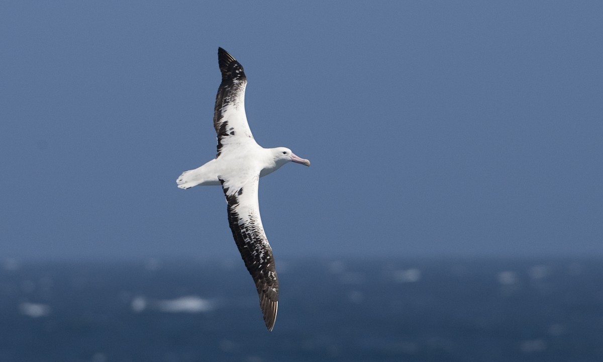 Snowy Albatross - ML104516831
