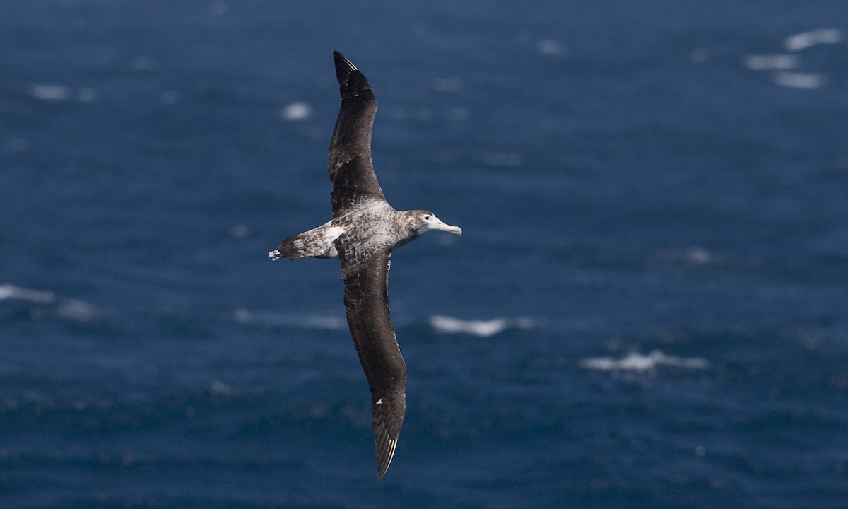 albatros stěhovavý - ML104516841
