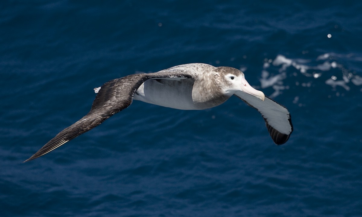 albatros stěhovavý - ML104516851
