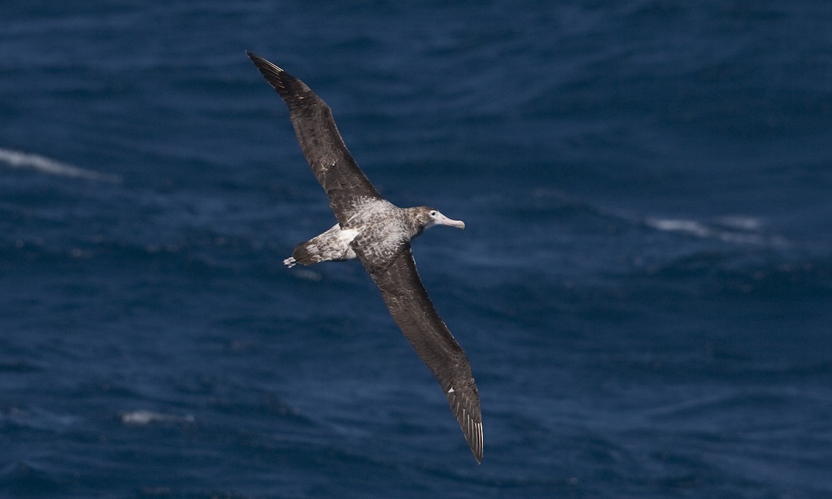 Snowy Albatross - ML104516861