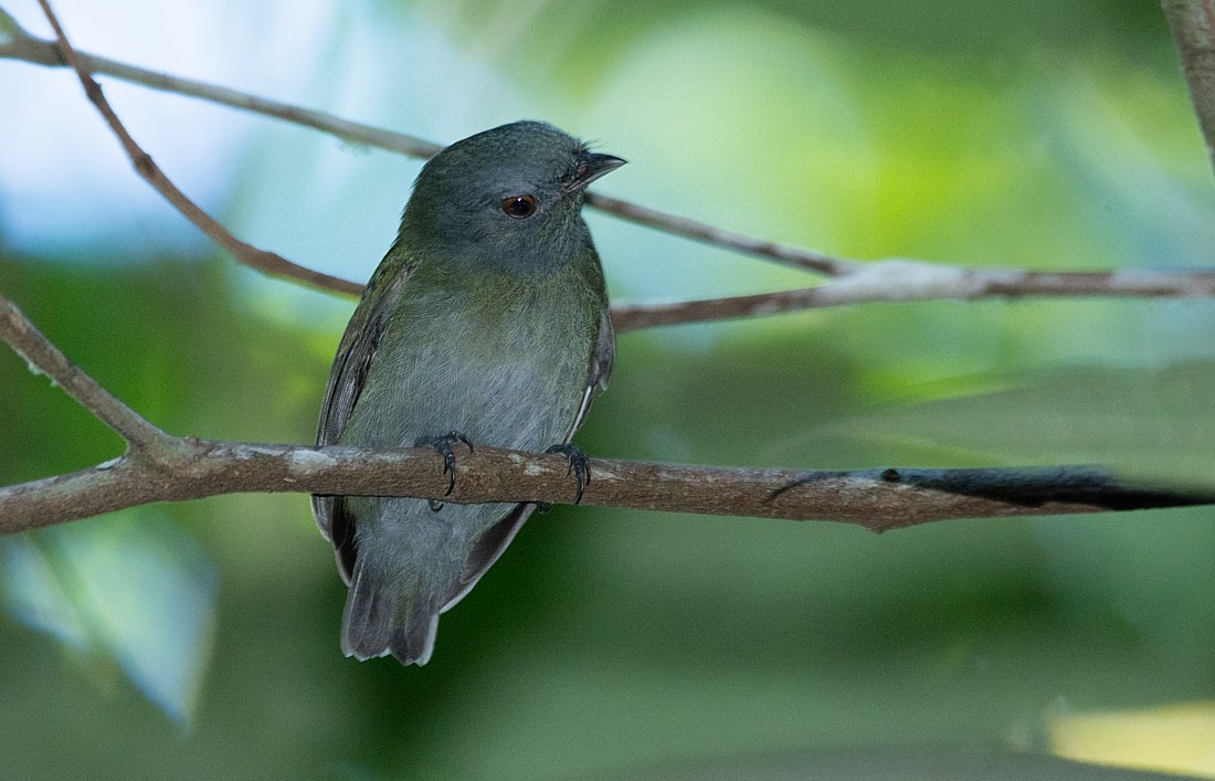 White-crowned Manakin - LUCIANO BERNARDES
