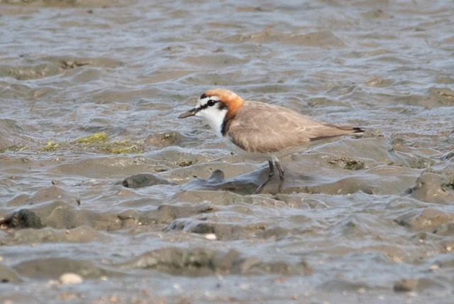 Red-capped Plover