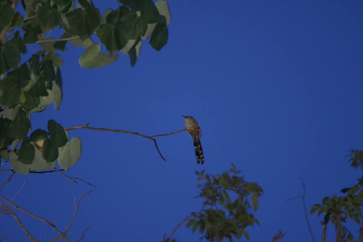 Puerto Rican Lizard-Cuckoo - ML104518861
