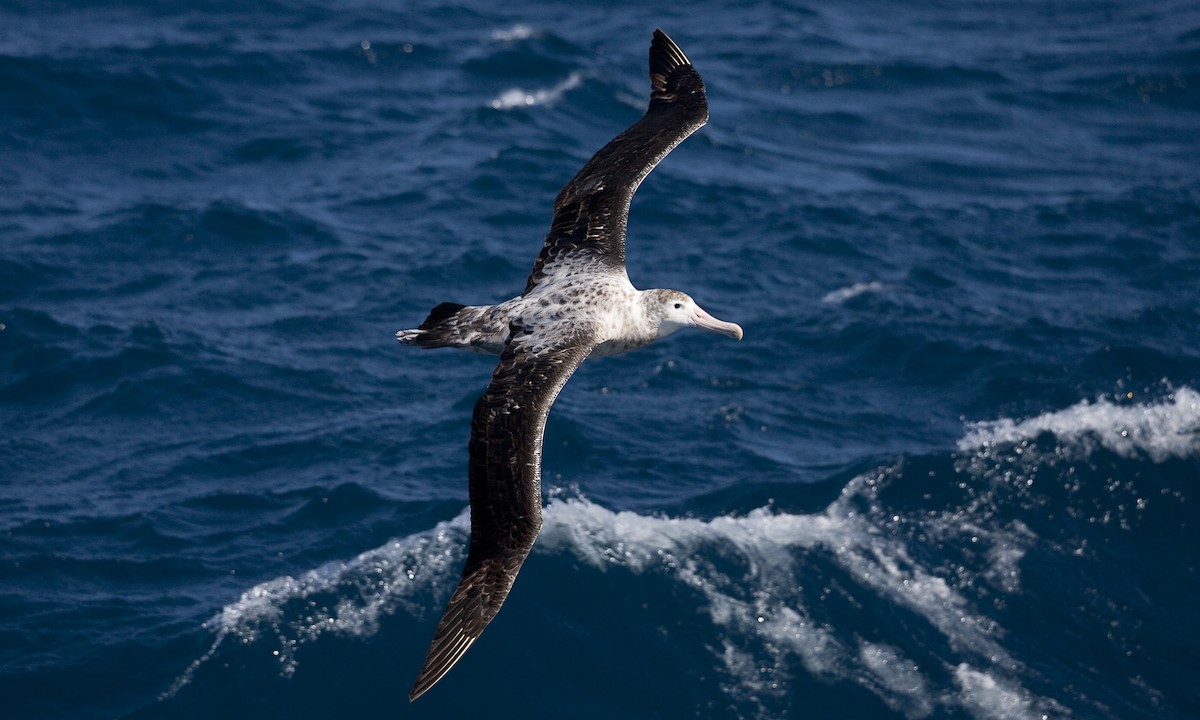 albatros stěhovavý - ML104519251