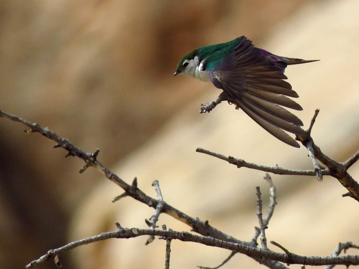 Violet-green Swallow - ML104519801