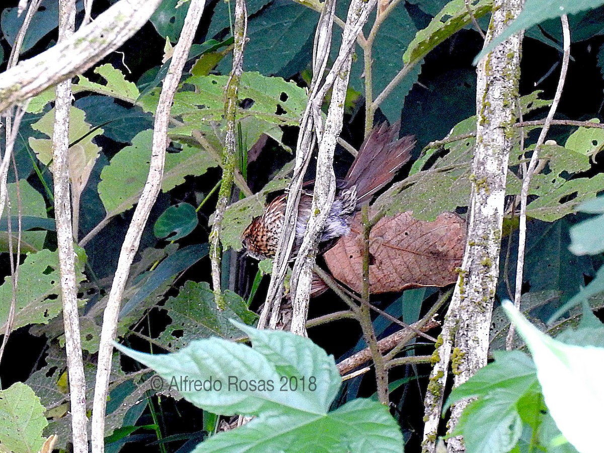 Stripe-breasted Spinetail - ML104519921