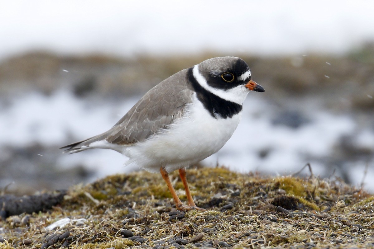Semipalmated Plover - ML104522211