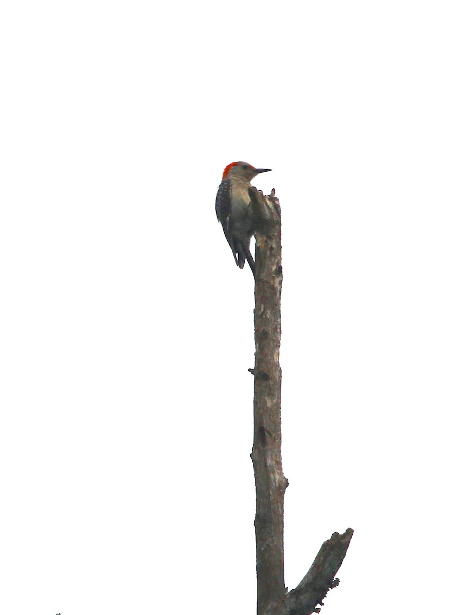 Red-bellied Woodpecker - ML104523291