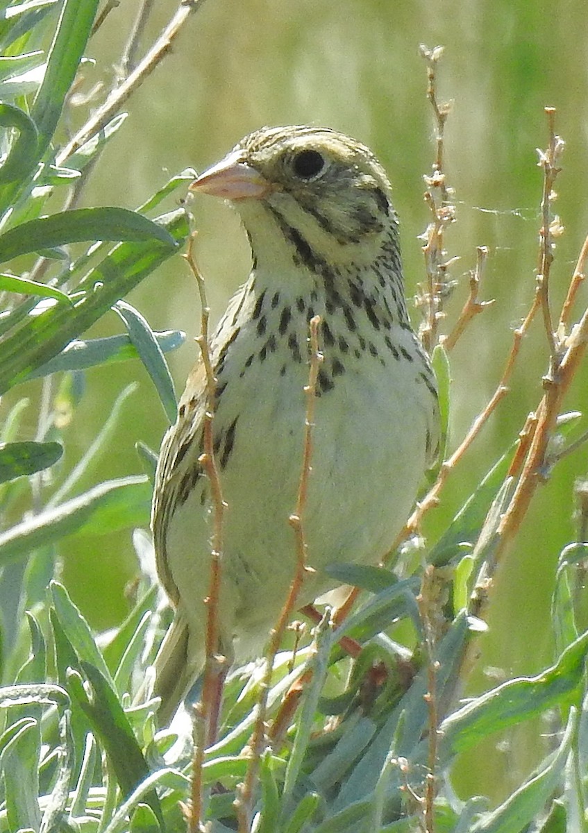 Baird's Sparrow - ML104524341