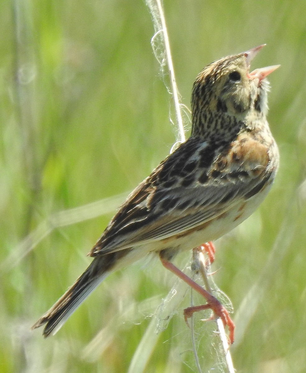 Baird's Sparrow - ML104524361