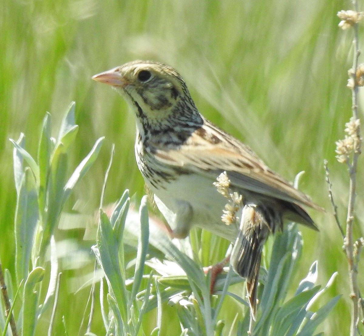 Baird's Sparrow - Pat Grantham