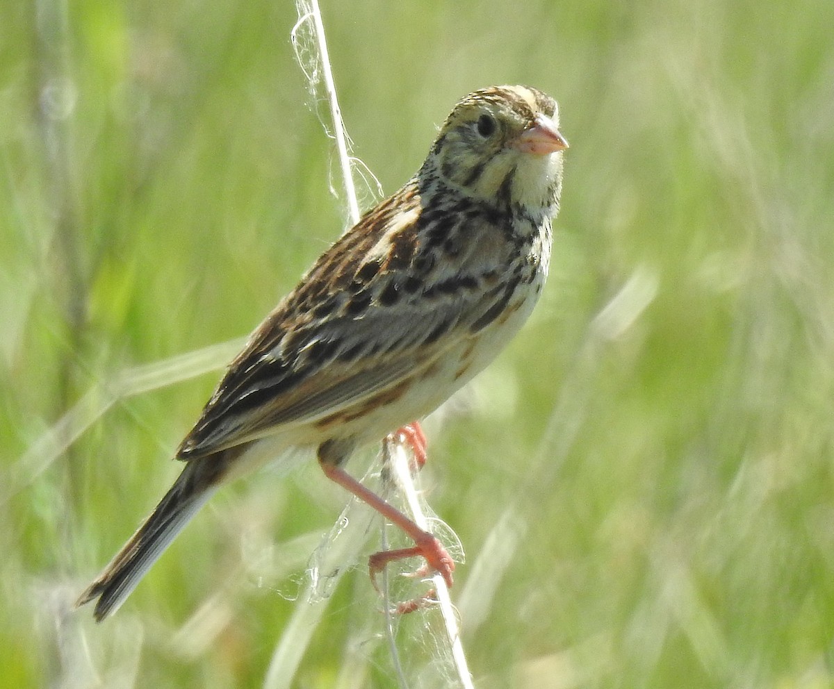Baird's Sparrow - ML104524421