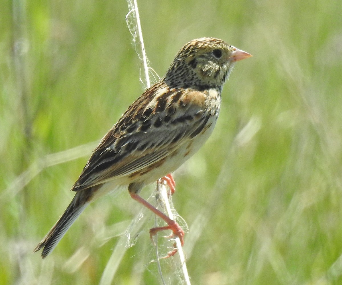 Baird's Sparrow - ML104524431