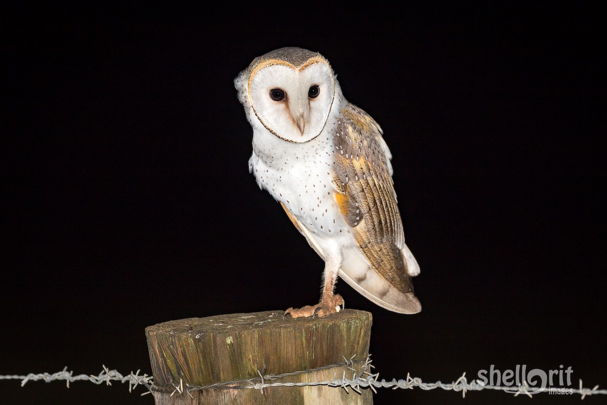 Barn Owl - Luke Shelley