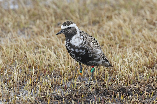 Male American Golden-Plover completing Definitive Prealternate Molt. - American Golden-Plover - 