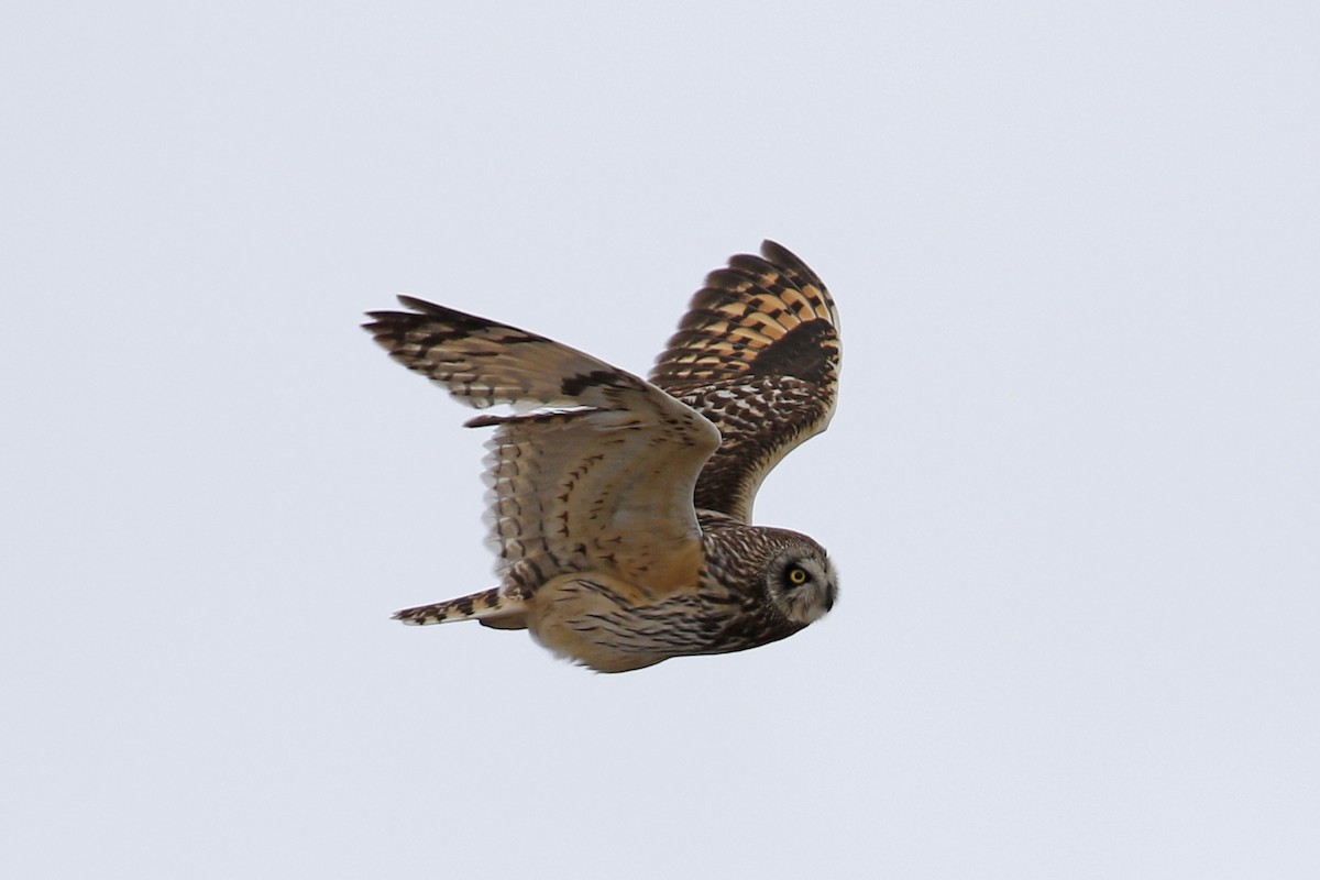 Short-eared Owl - ML104525571
