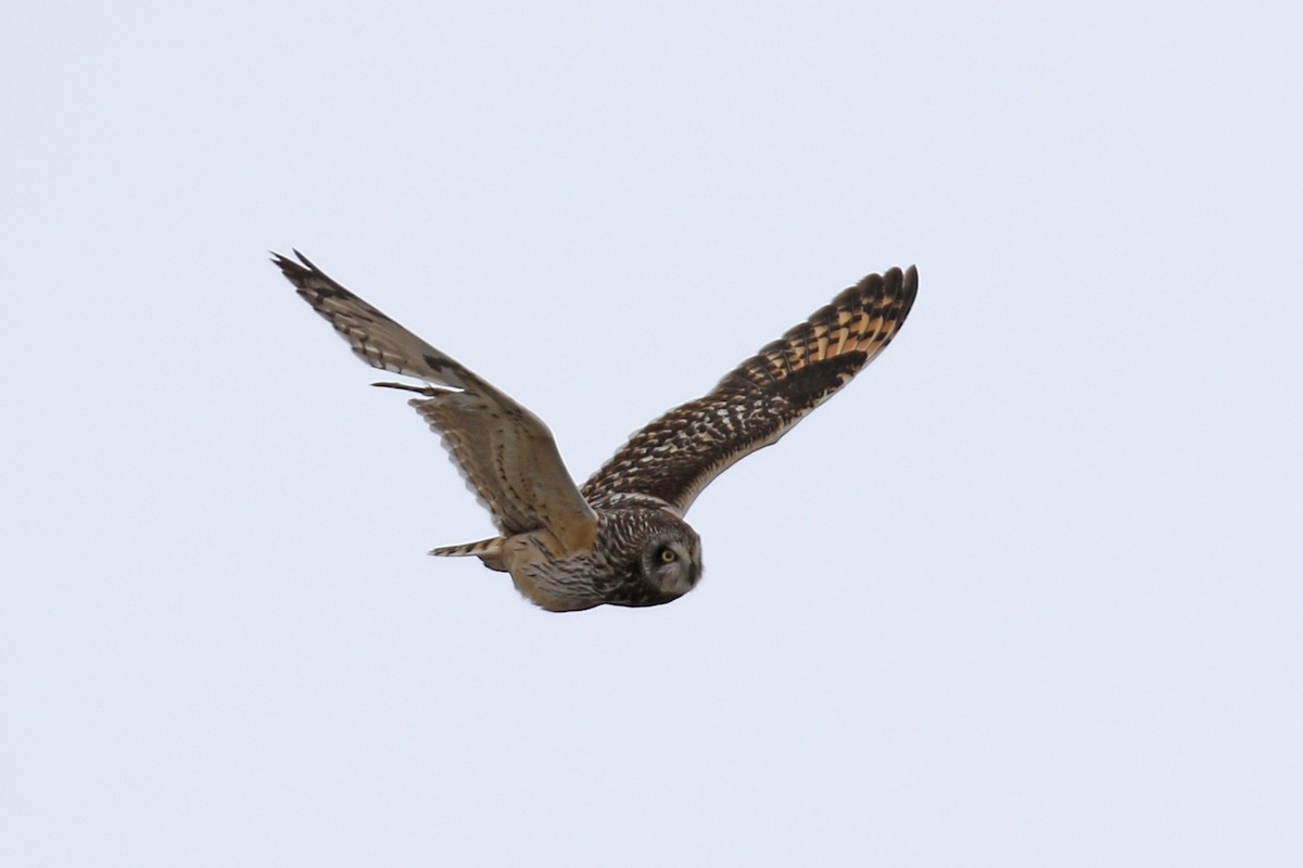 Short-eared Owl - ML104525581