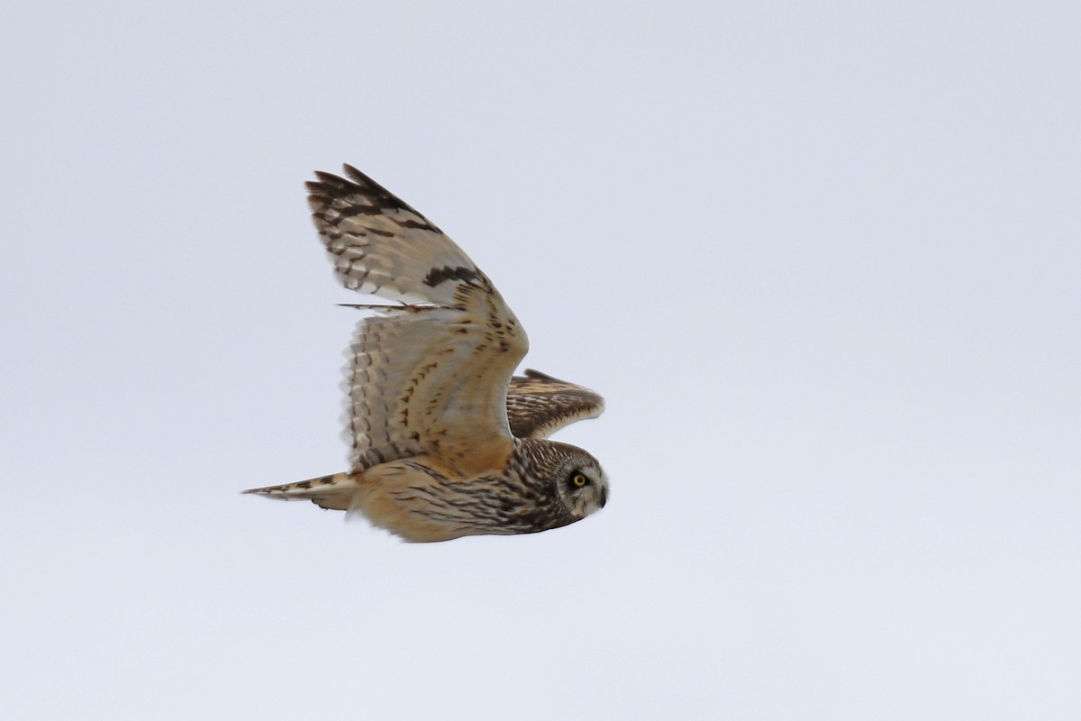 Short-eared Owl - ML104525611