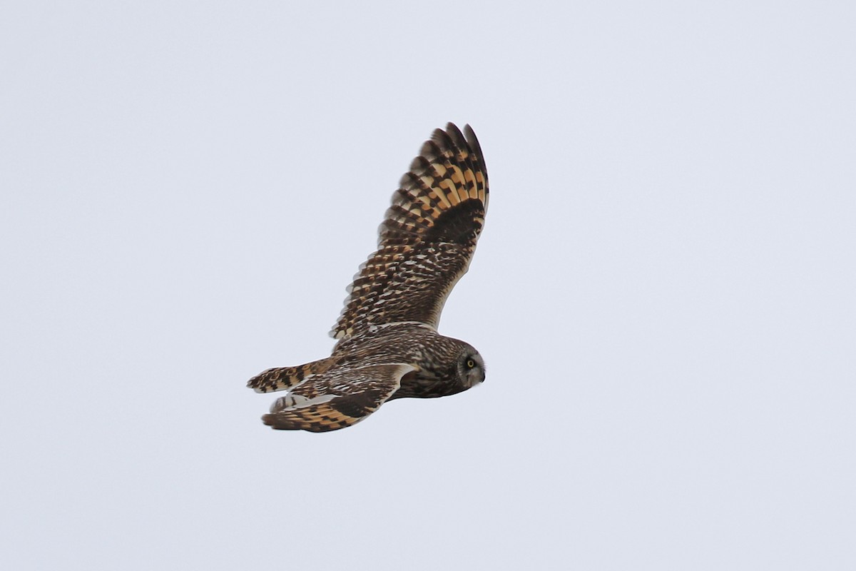 Short-eared Owl - ML104525671