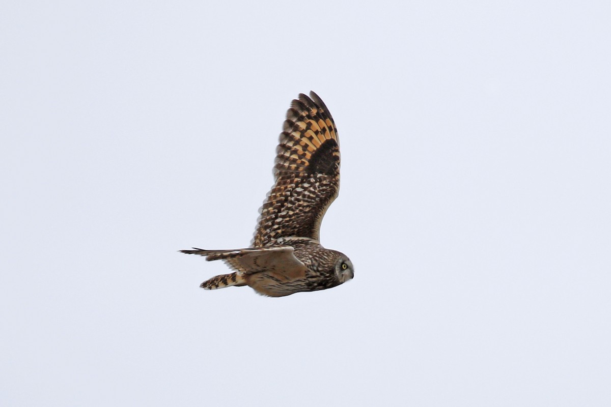 Short-eared Owl - ML104525681