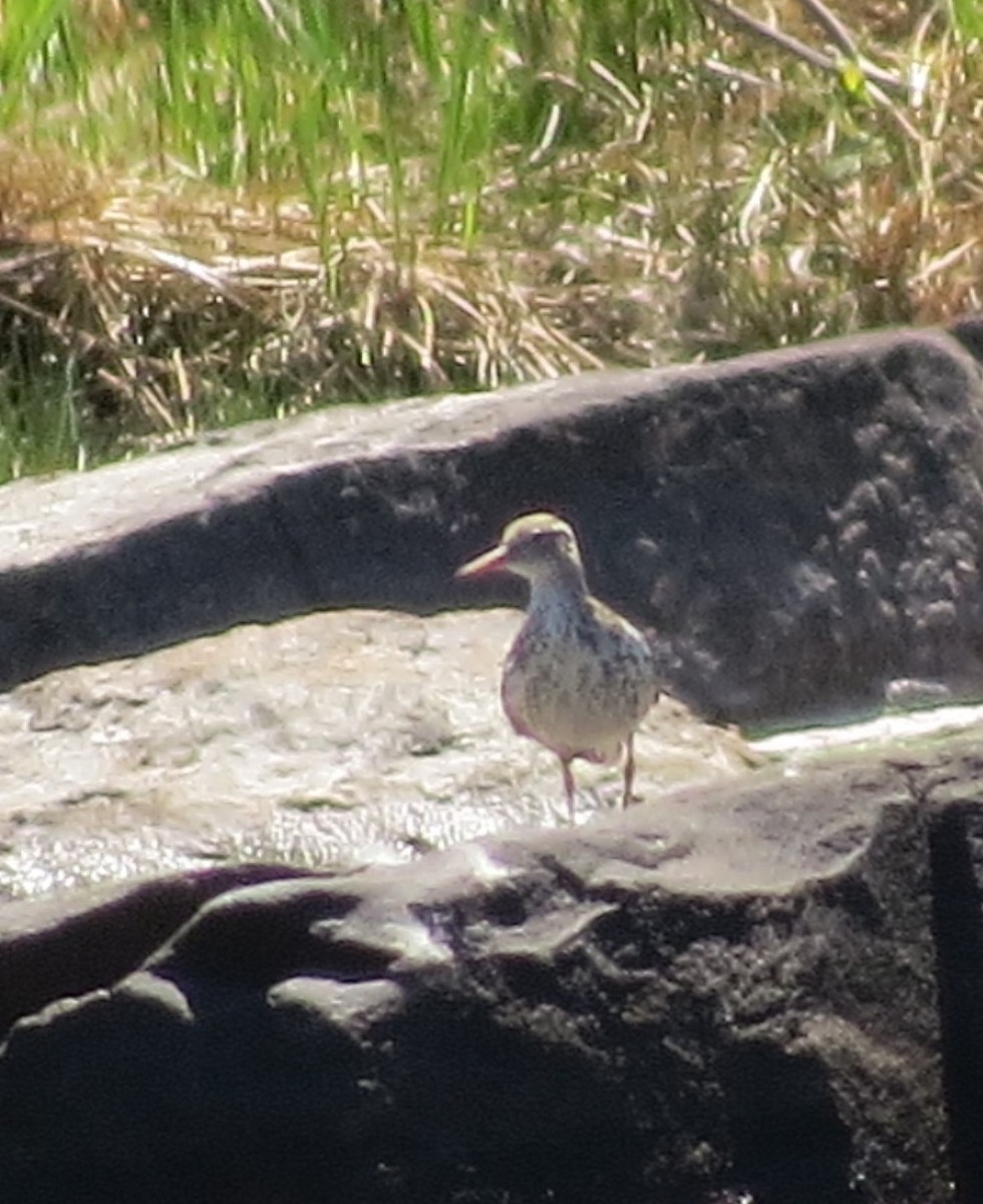 Spotted Sandpiper - Amber Roth