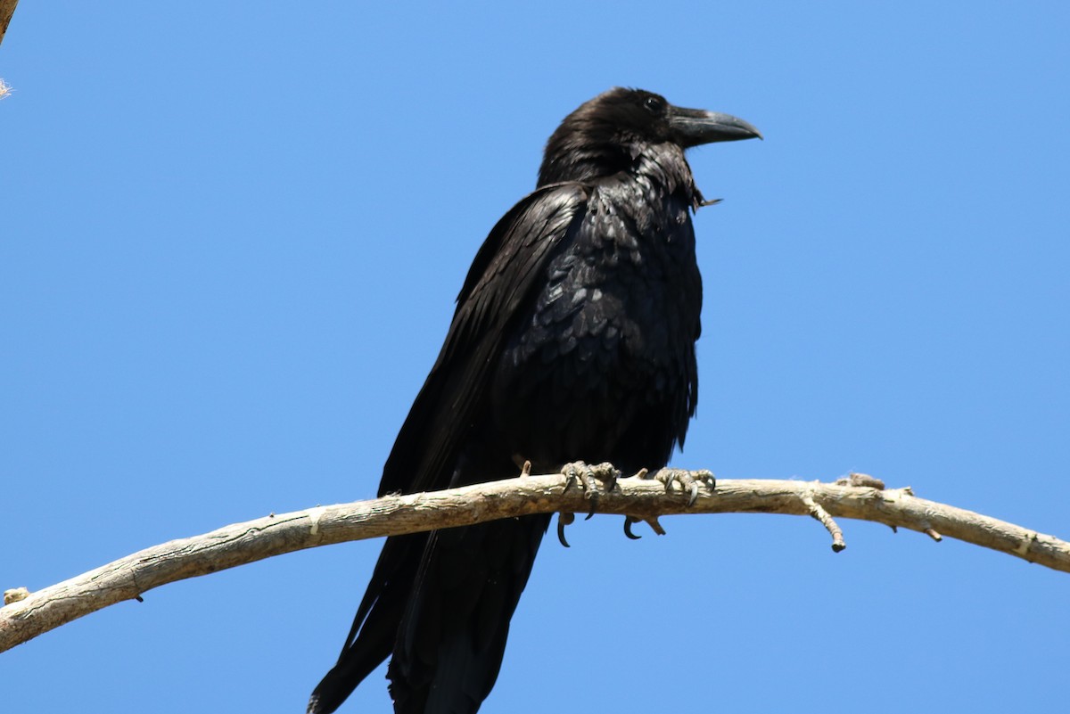 Common Raven - Rhett Harper