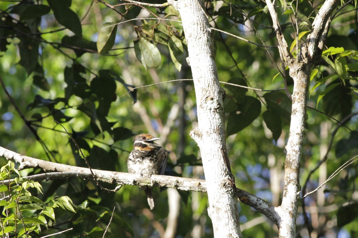 Spotted Puffbird - Oliver  Metcalf