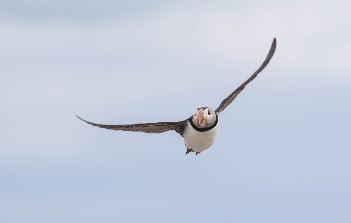 Atlantic Puffin - Tommy Quarles