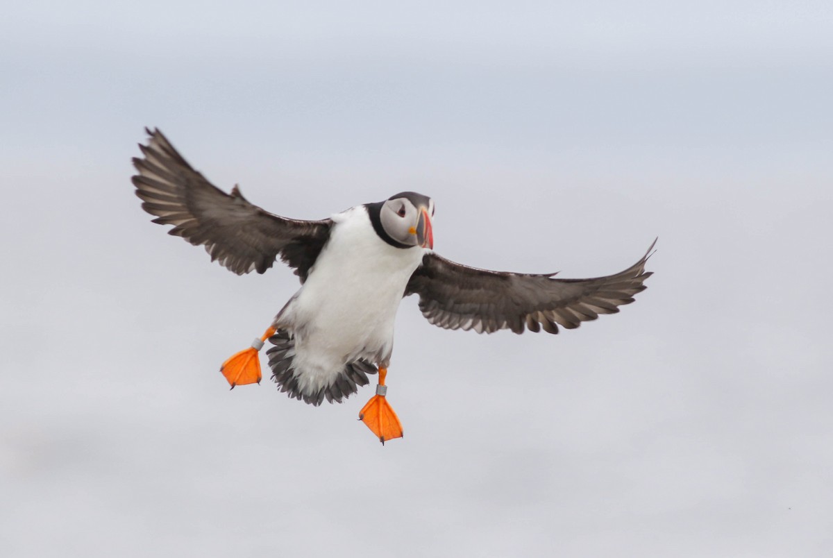 Atlantic Puffin - Tommy Quarles