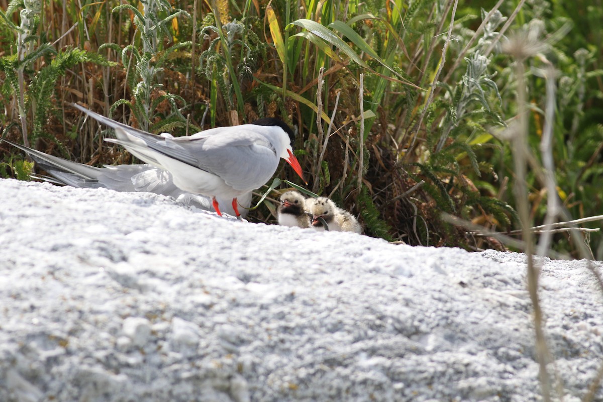 Common Tern - Tommy Quarles