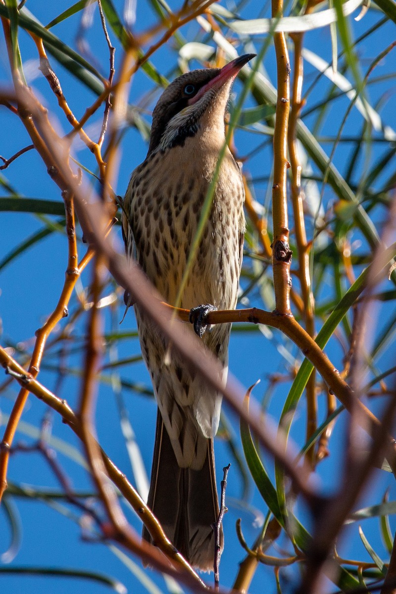 Spiny-cheeked Honeyeater - Fred Coles