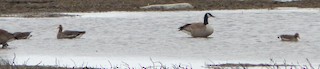 Greater White-fronted Goose, ML104536821
