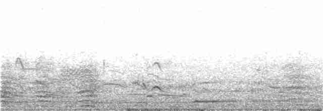 Антарктический конёк - ML104539361