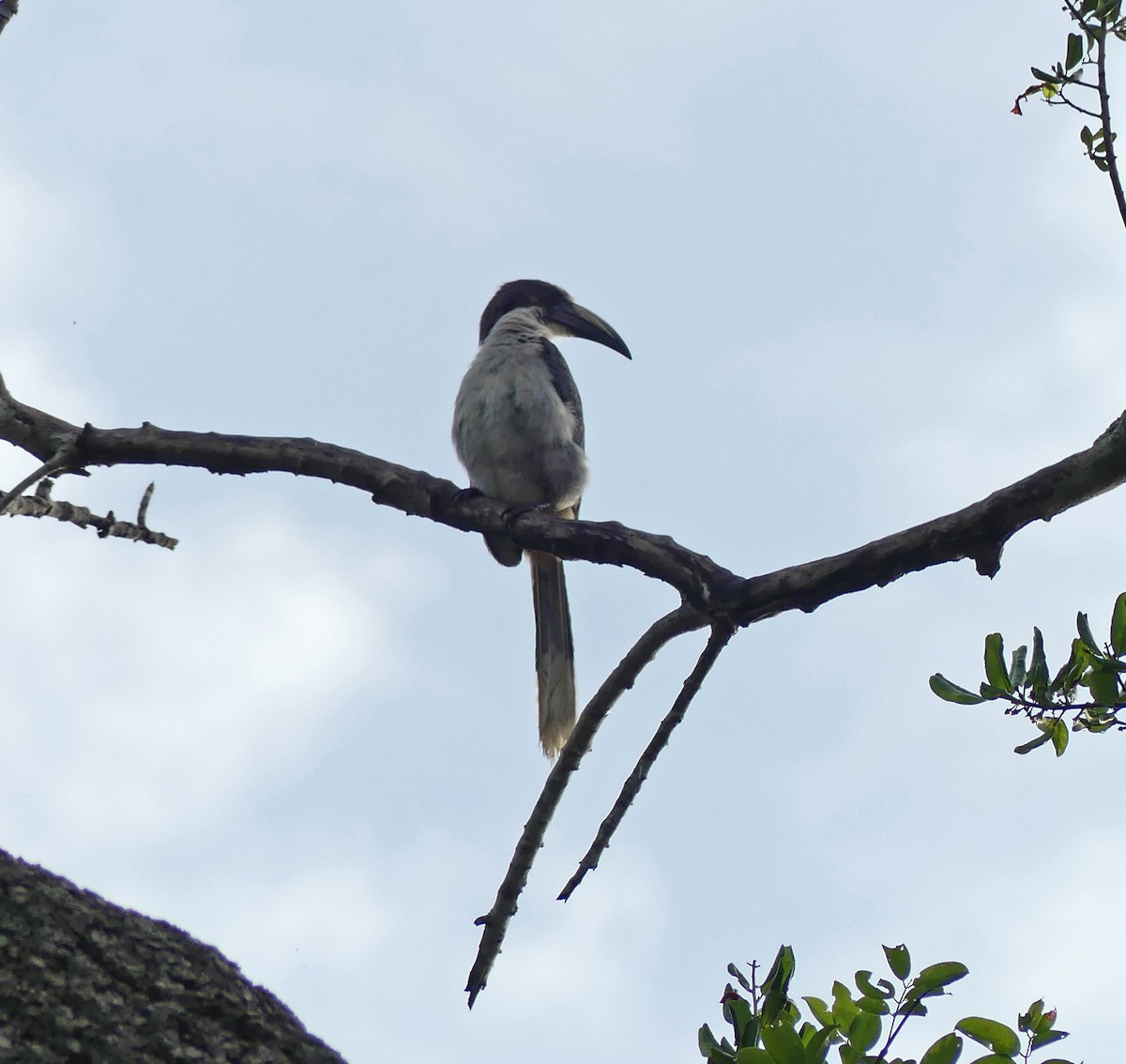 Sri Lanka Gray Hornbill - ML104542291