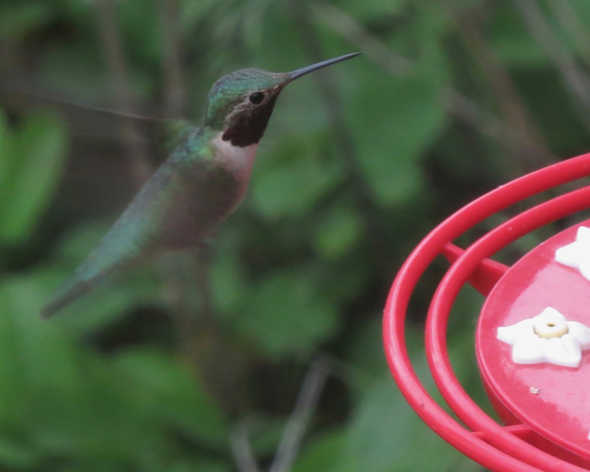 Broad-tailed Hummingbird - Mark A. Brogie