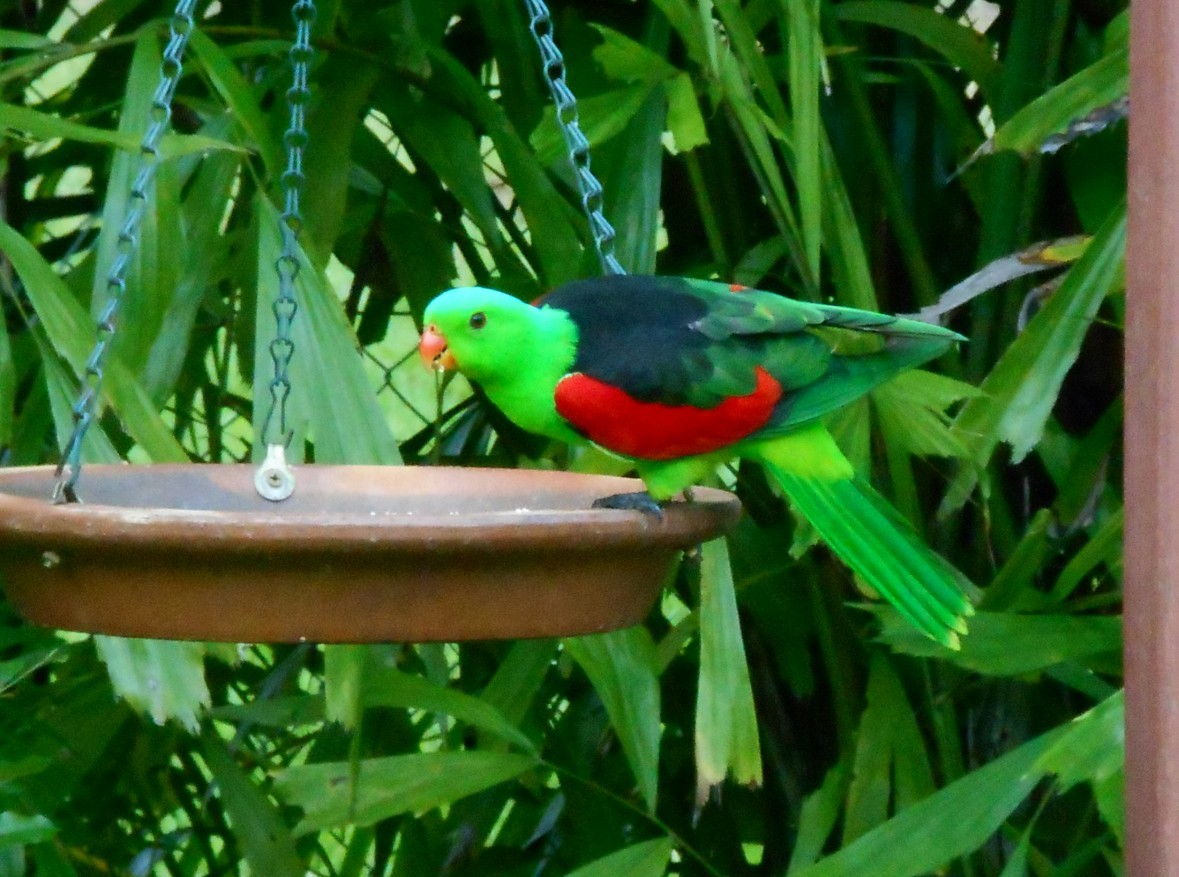 Red-winged Parrot - Magen Pettit