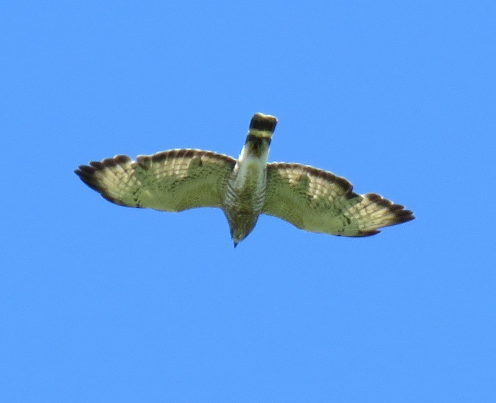 Broad-winged Hawk - ML104543531