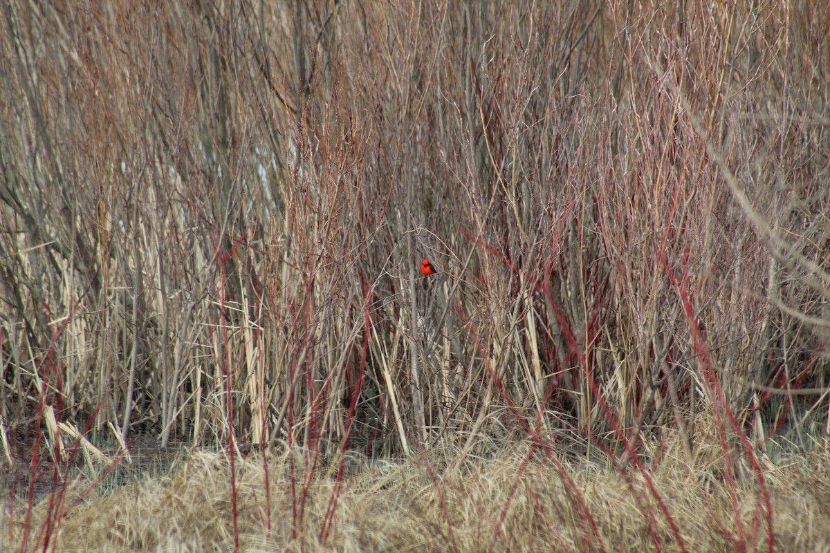 eBird Checklist - 27 Apr 2018 - Long Point--Tip - 52 species (+1 other ...