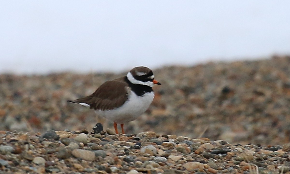 Common Ringed Plover - ML104548671