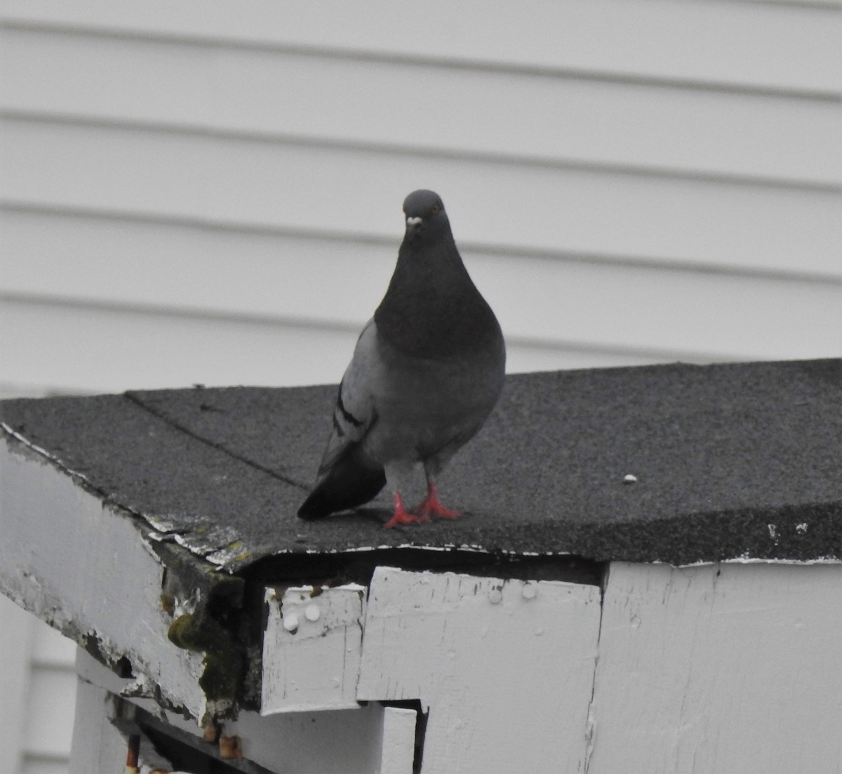 Rock Pigeon (Feral Pigeon) - David True