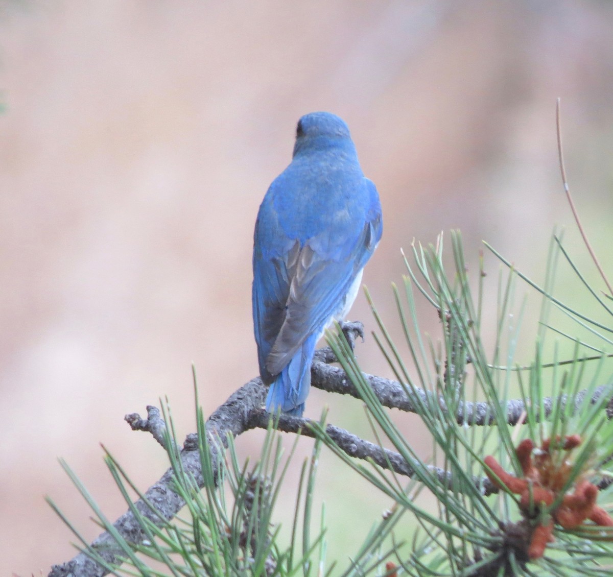 Mountain Bluebird - Mark A. Brogie