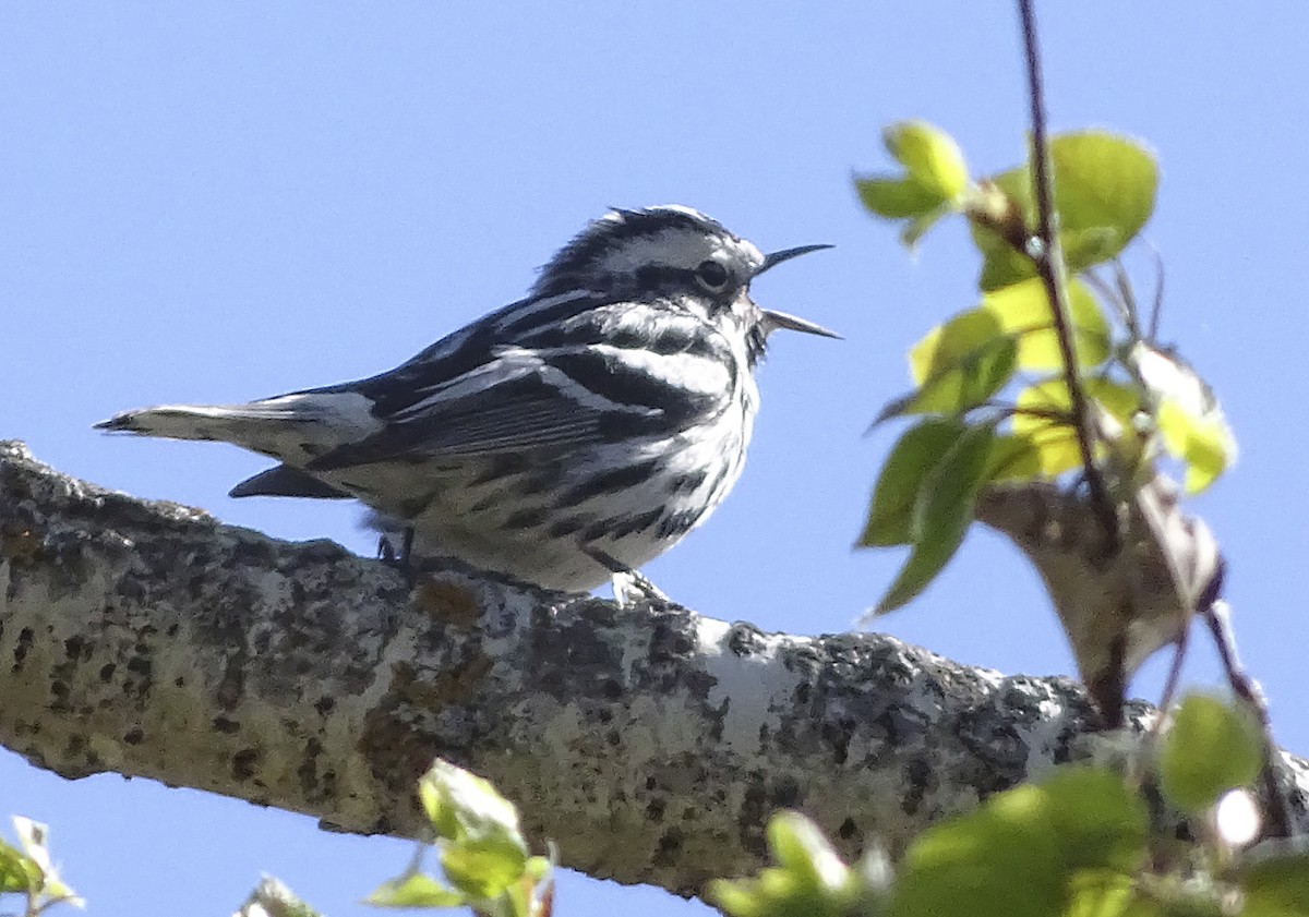 Black-and-white Warbler - ML104551741