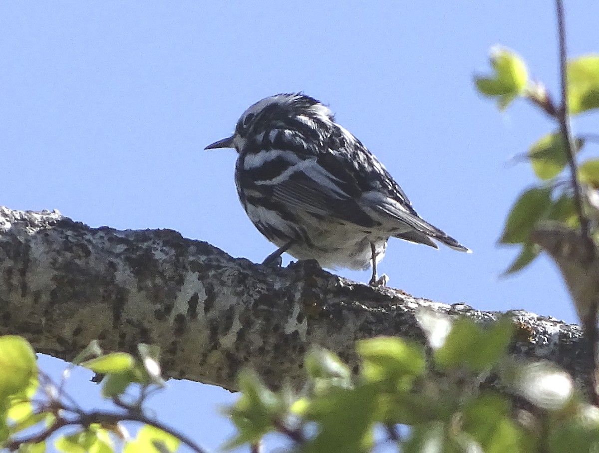 Black-and-white Warbler - ML104551751