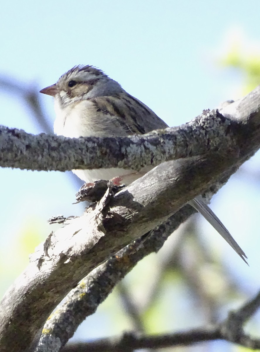 Clay-colored Sparrow - ML104551781